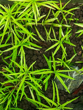 ADA  Scrophulariaceae limnophila sp. IC419